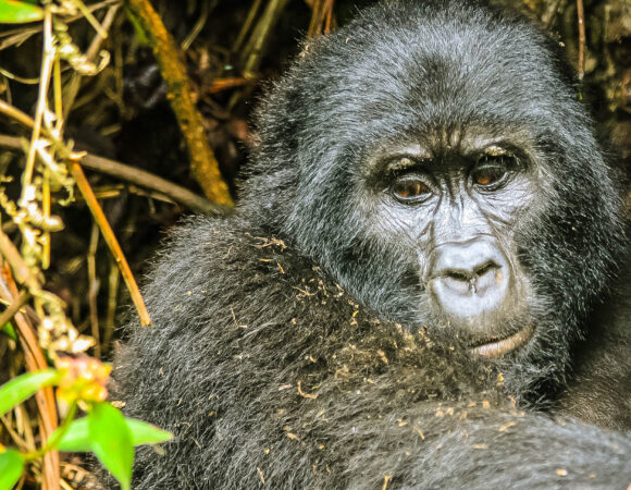 10 Days Best of Uganda Magical