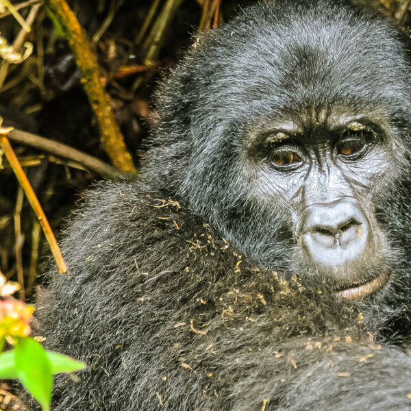 10 Days Best of Uganda Magical